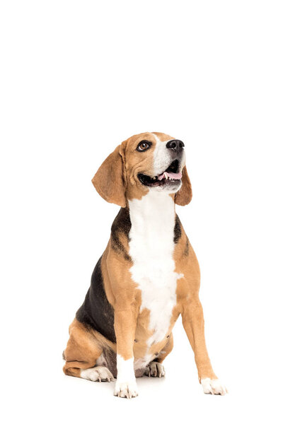Funny beagle dog — Stock Photo, Image