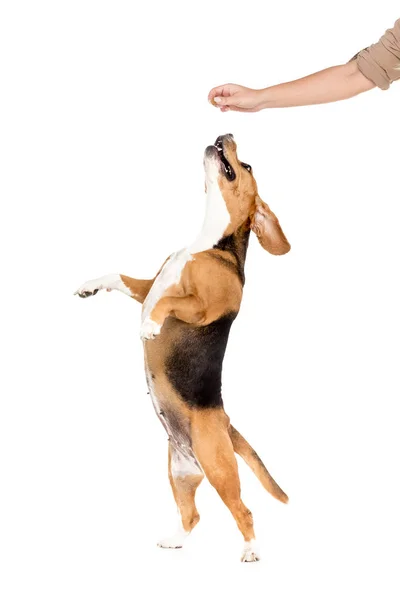 Dog jumping up — Stock Photo, Image