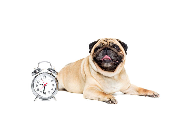 pug dog with alarm clock