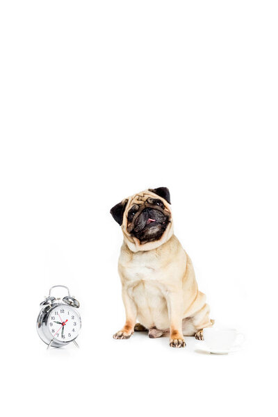 pug dog with alarm clock