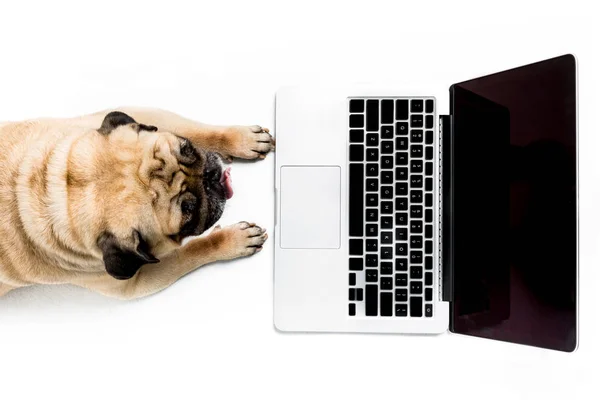 Mops Hund mit Laptop — Stockfoto