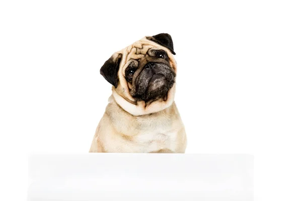 Cão pug com modelo — Fotografia de Stock