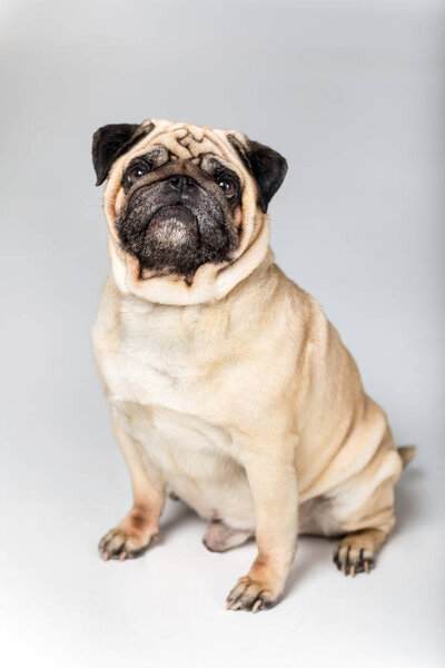 cute pug dog