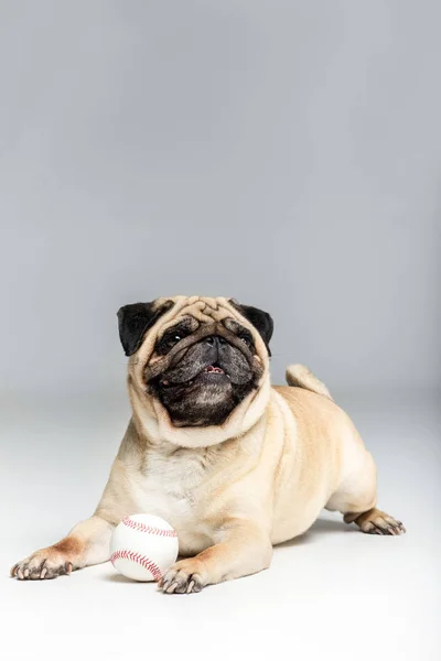 Мопс собака грає з м'ячем — стокове фото
