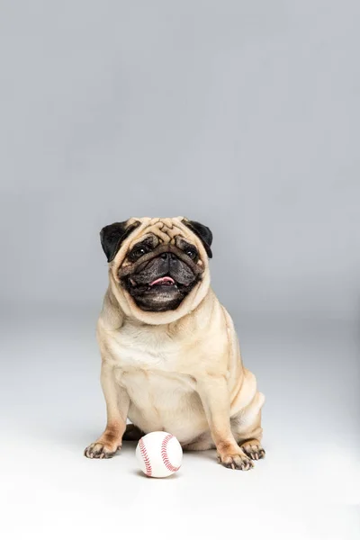 Mops pies gry z piłką — Zdjęcie stockowe