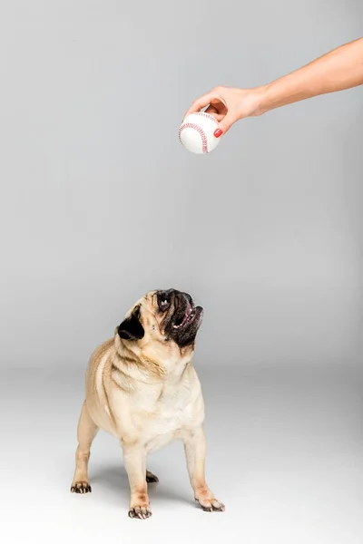Perro pug jugando con la pelota — Foto de Stock