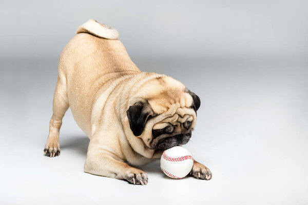 pug dog playing with ball