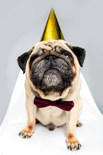 Cão em chapéu de festa — Fotografia de Stock