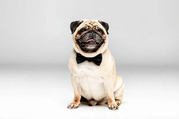 Pug dog in vlinderdas — Stockfoto