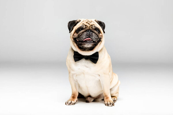 pug dog in bow tie