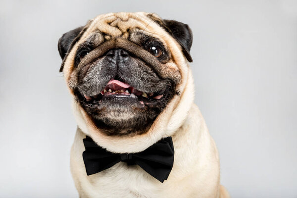 pug dog in bow tie