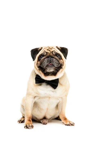 Câine pug în cravată arc — Fotografie, imagine de stoc