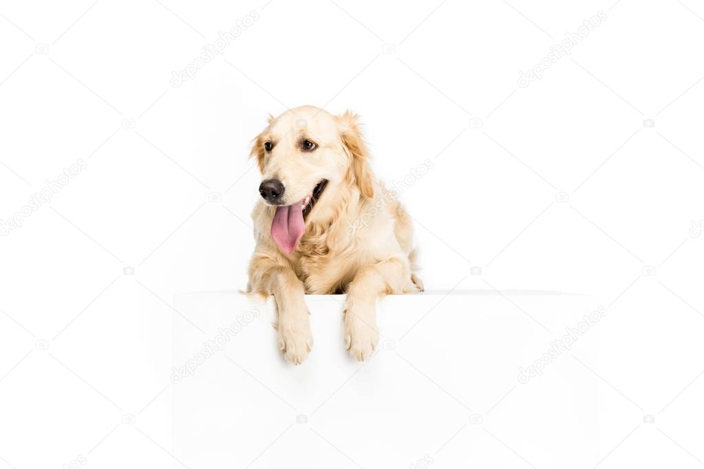 dog with empty blank