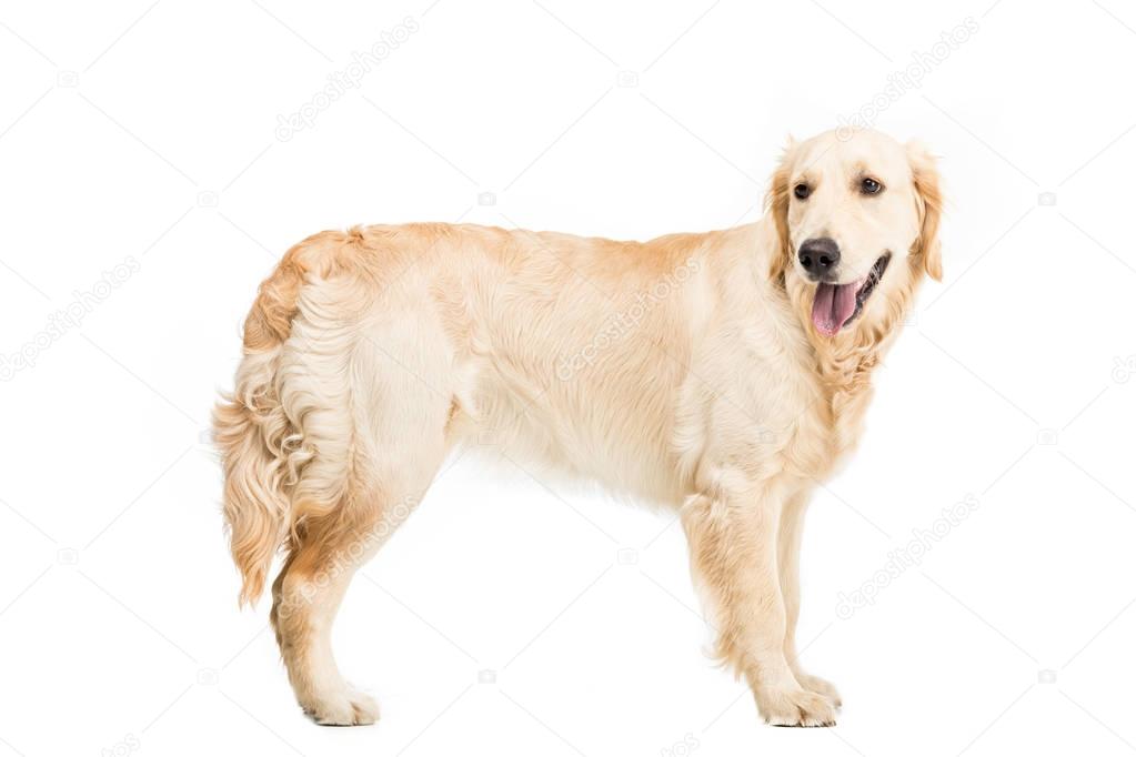 golden retriever dog  