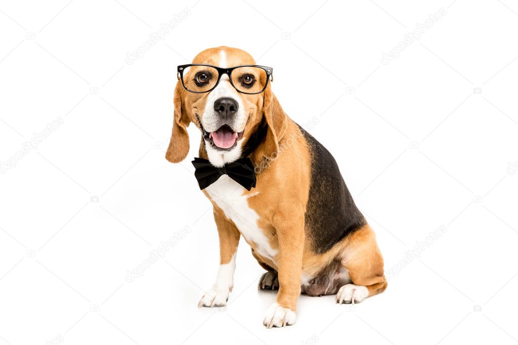 dog in eyeglasses and bow tie 