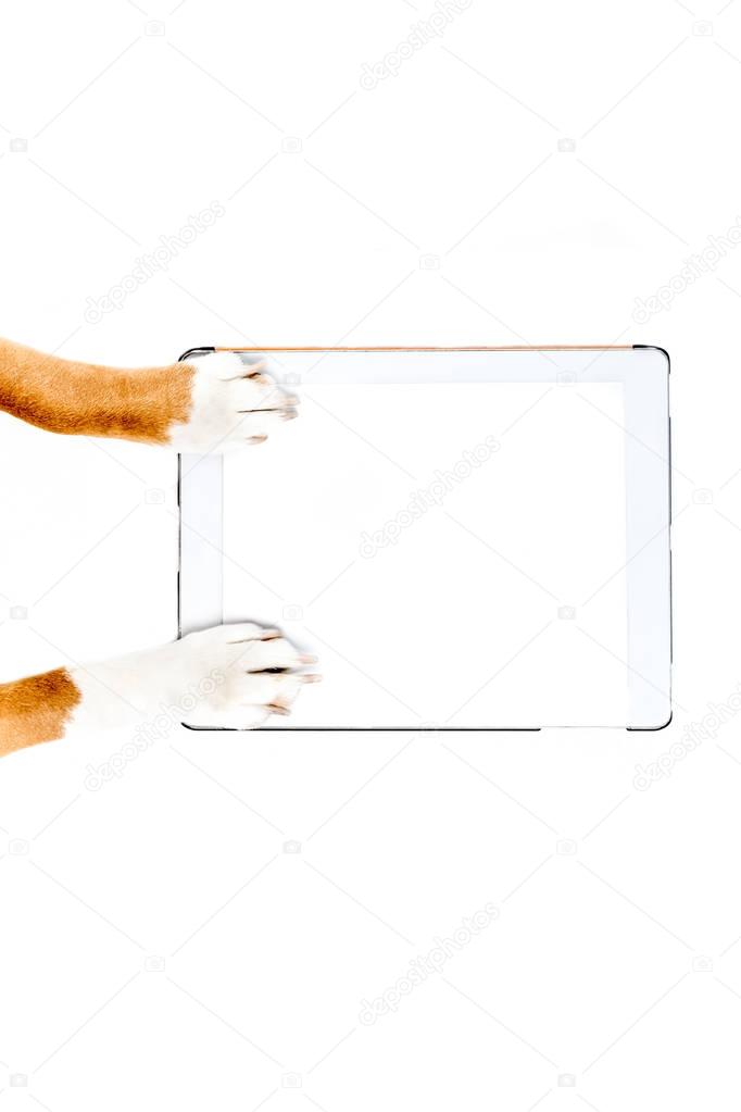 dog using digital tablet