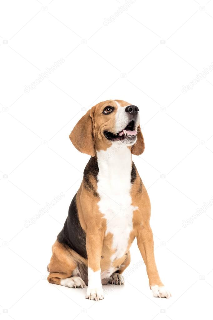 funny beagle dog