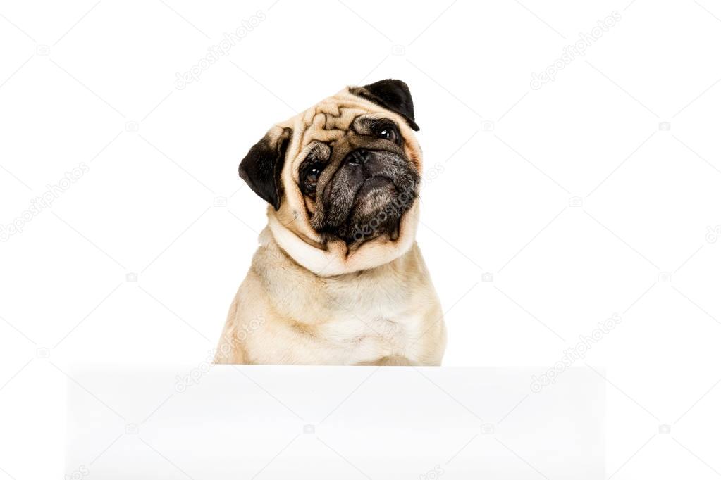 pug dog with template