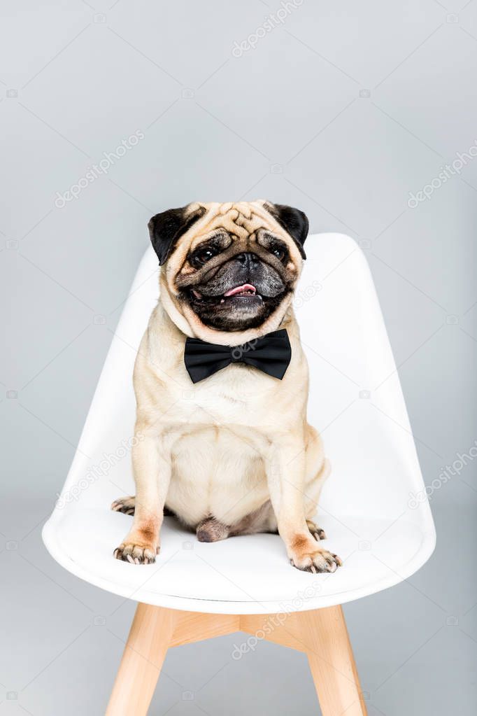 pug dog in bow tie 
