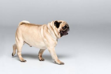 şirin pug köpek