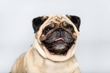 şirin pug köpek