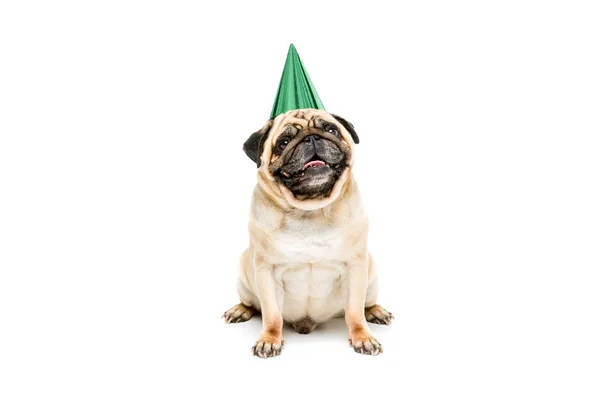 Hond in feest hoed — Stockfoto