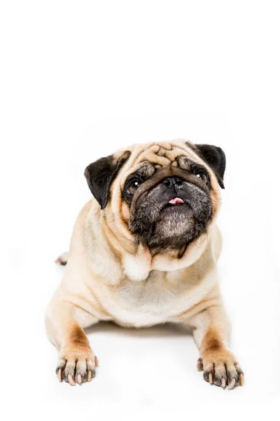 Cute pug dog — Stock Photo, Image