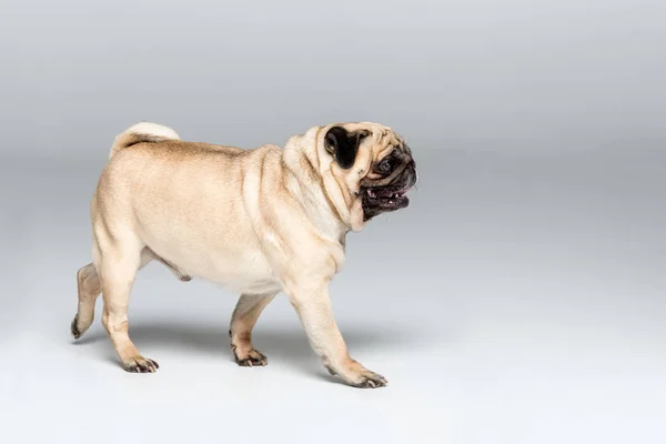 Nuttet pug hund - Stock-foto