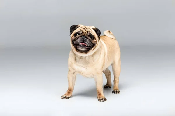 น่ารัก Pug สุนัข — ภาพถ่ายสต็อก