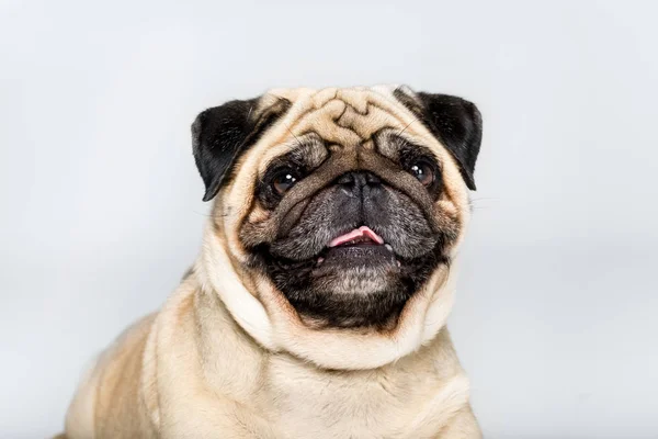 Anjing pug lucu — Stok Foto