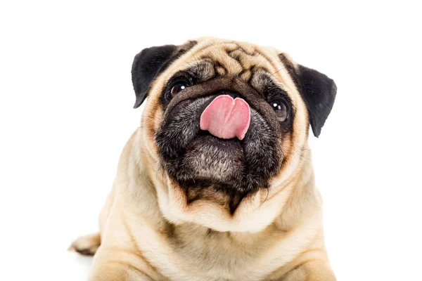 Pug dog licking nose — Stock Photo, Image