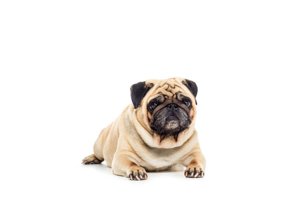 cute pug dog