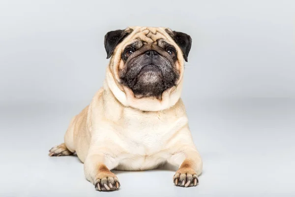 Pug Imagens De Stock Fotos De Pug Baixar No Depositphotos