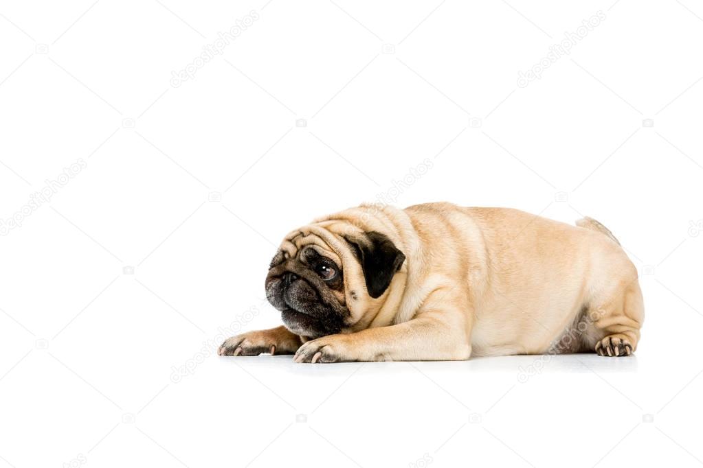 cute pug dog