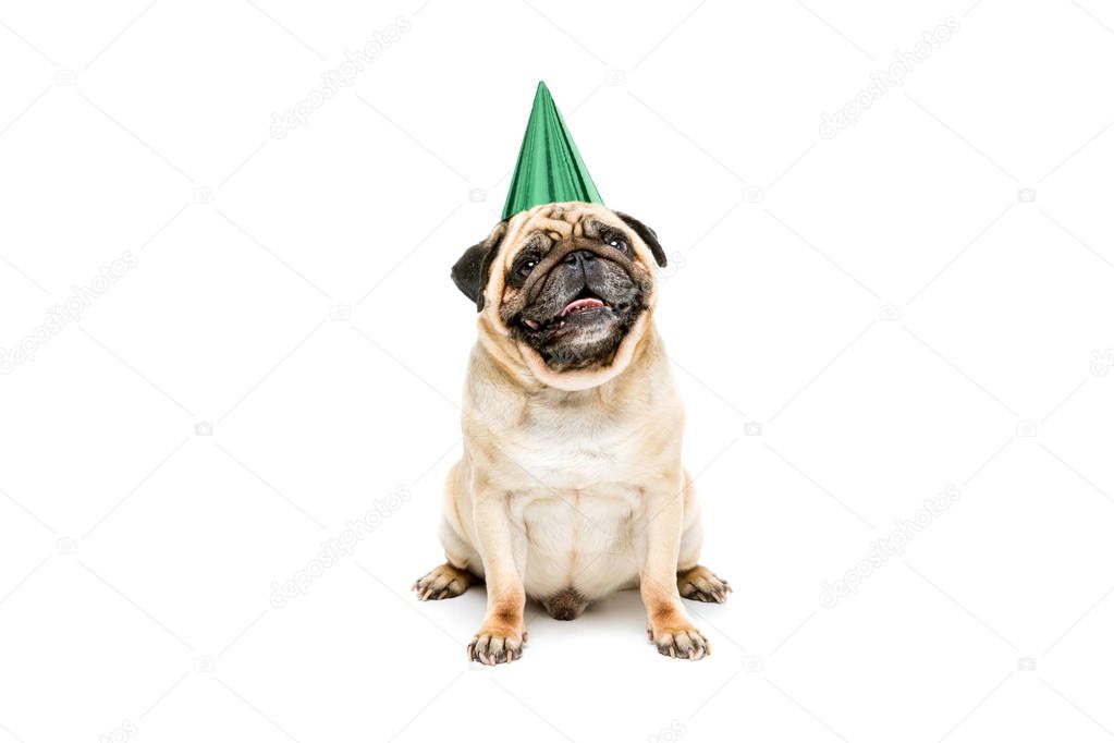 dog in party hat