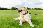zlatý retrívr pes na trávě