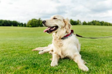 Golden retriever köpek çimlerin üzerine