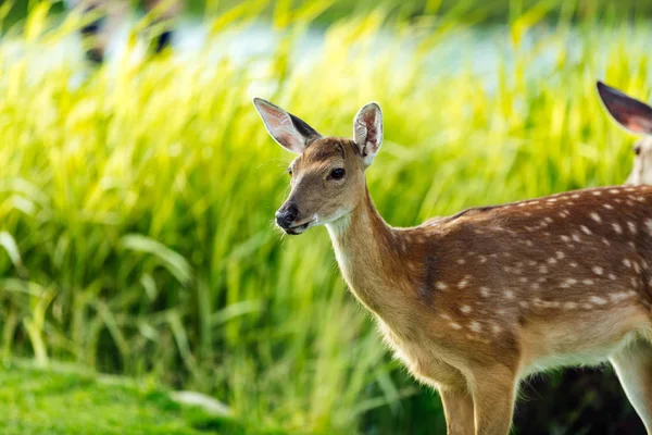 Beau cerf dans le parc — Photo