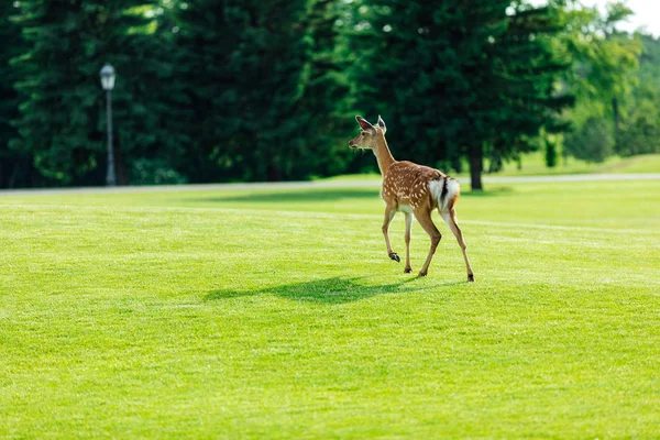 公園内の美しい鹿 — ストック写真