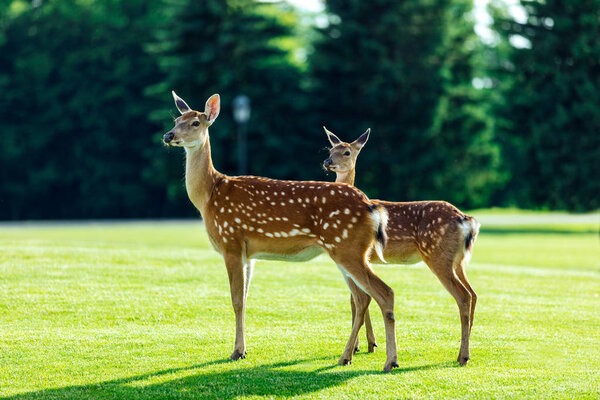 Herd of beautiful young brown deer standing on green meadow in forest