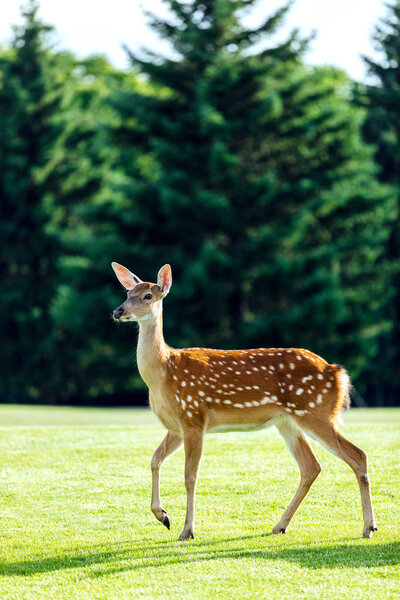 beautiful deer in park