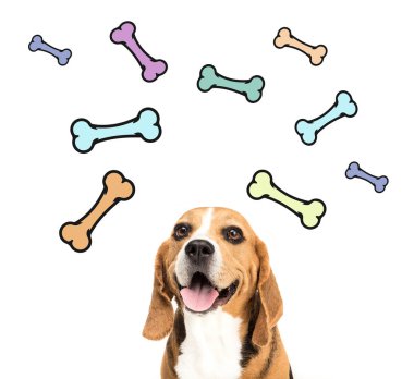 şirin beagle köpek