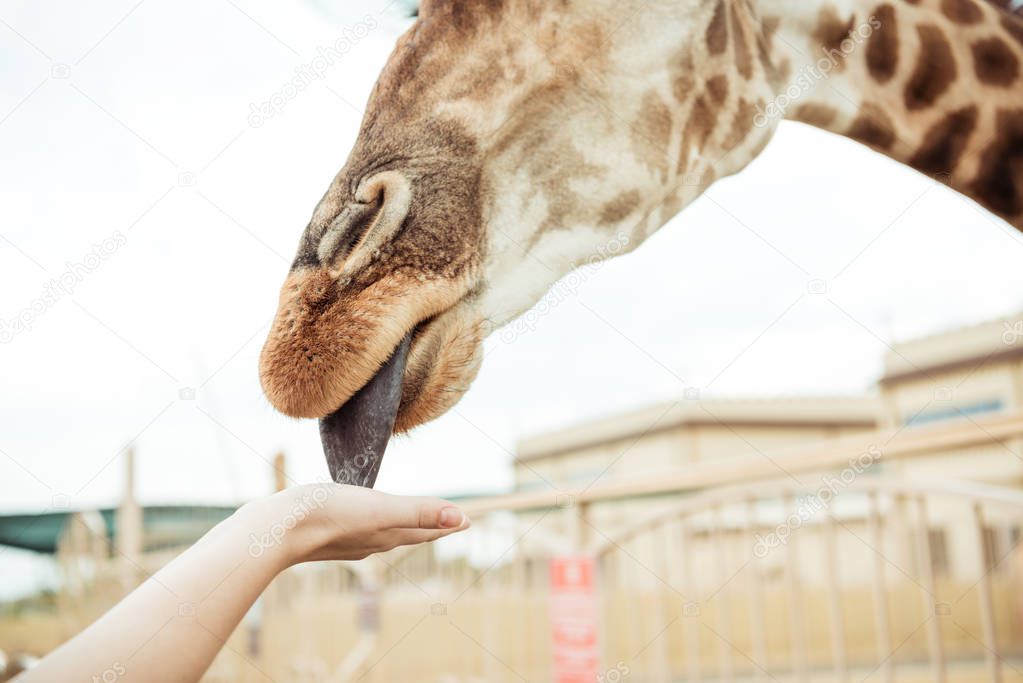 giraffe licking hand