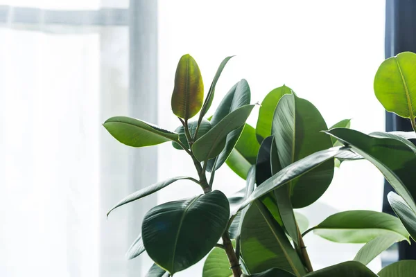 House plant — Stock Photo, Image