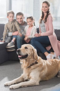 Köpek yerde yatıyor.