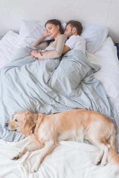 Dog sleeping on bed with couple — Stock Photo, Image