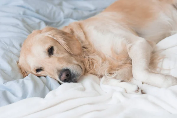 Собака лежит на одеялах на кровати — стоковое фото