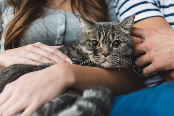 Cropped shot of couple petting cute tabby cat