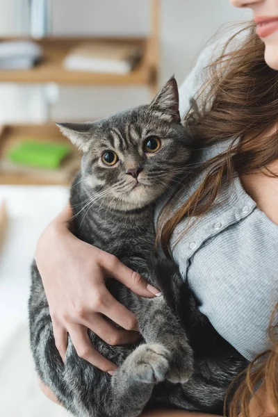 Tiro Cortado Jovem Segurando Adorável Gato Tabby Mãos Imagem De Stock