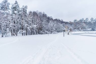 güzel manzara kar kış park ağaçlarda kaplı